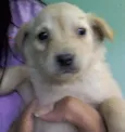 Filhotinhos