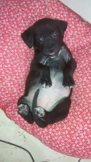 Cachorro raça SRD idade Abaixo de 2 meses nome Antonela