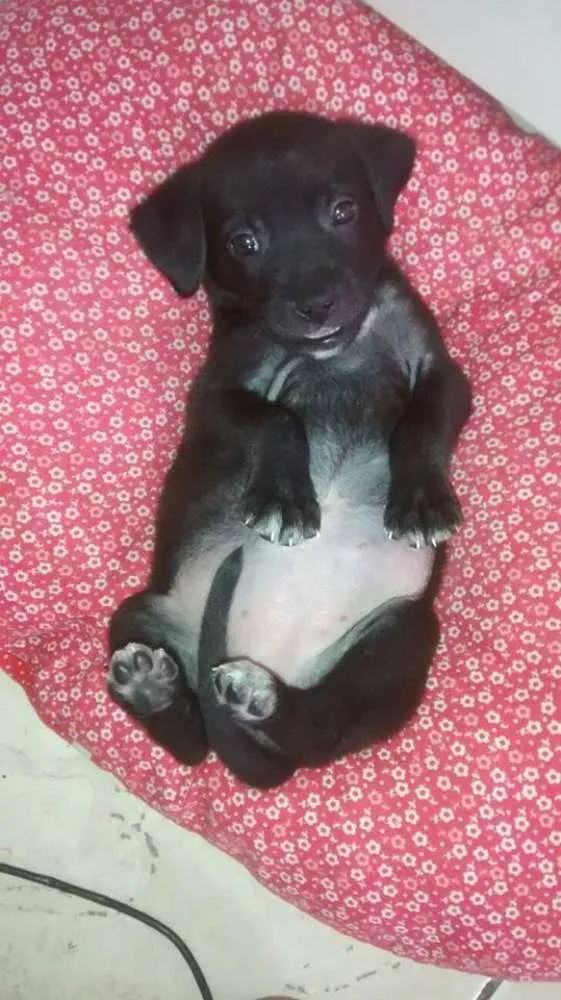 Cachorro ra a SRD idade Abaixo de 2 meses nome Antonela