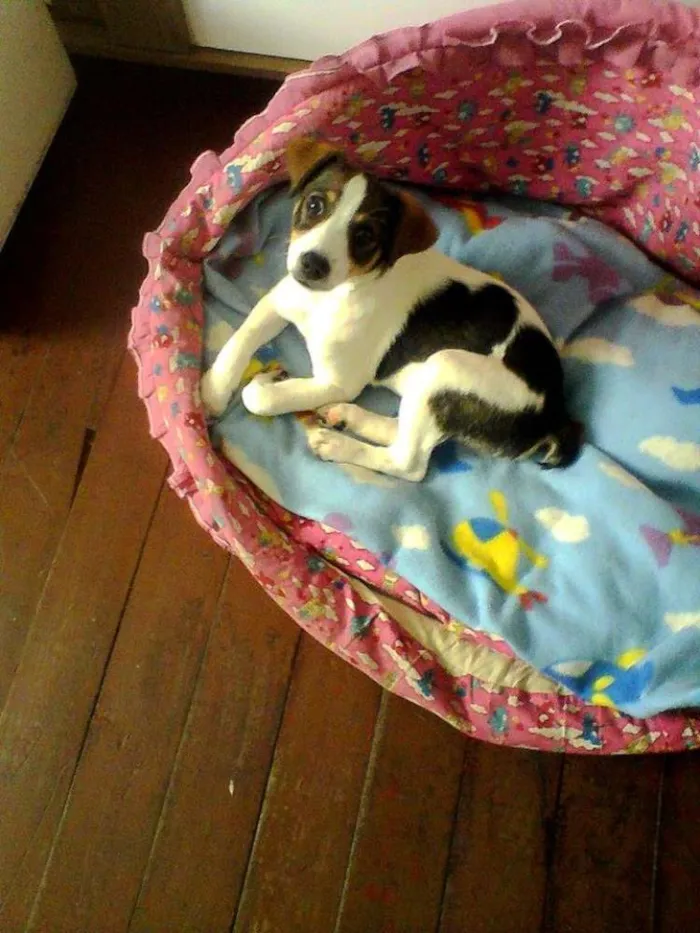 Cachorro ra a SRD idade 2 a 6 meses nome Thor