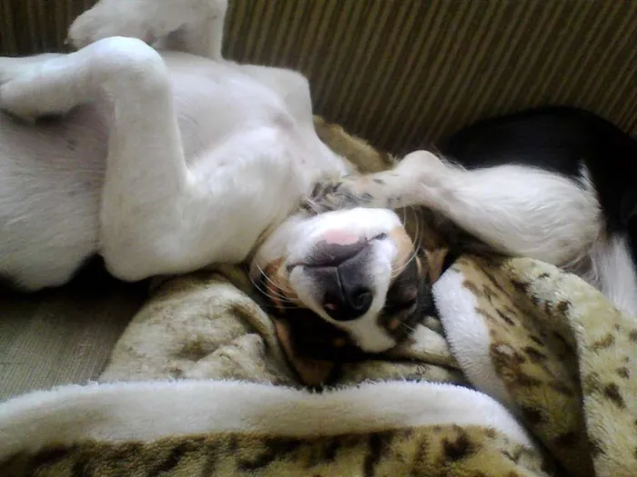 Cachorro ra a SRD idade 2 a 6 meses nome Thor