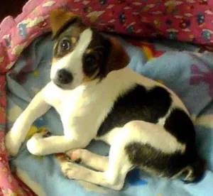 Cachorro raça SRD idade 2 a 6 meses nome Thor