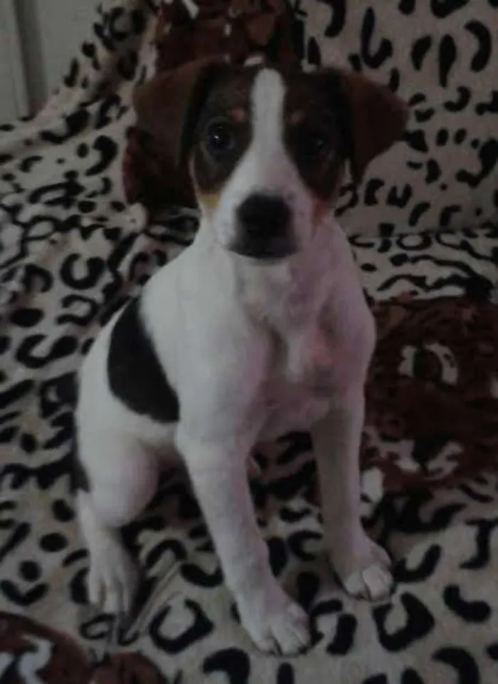 Cachorro ra a SRD idade 2 a 6 meses nome Thor