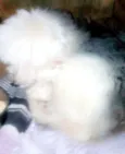 Bebe