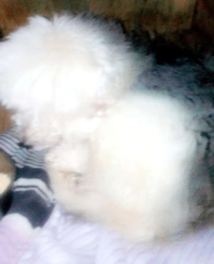 Cachorro ra a Poodle  idade 2 anos nome Bebe