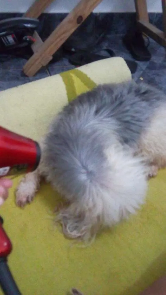 Cachorro ra a Poodle  idade 2 anos nome Bebe