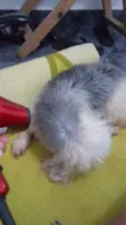 Bebe