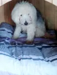 Bebe