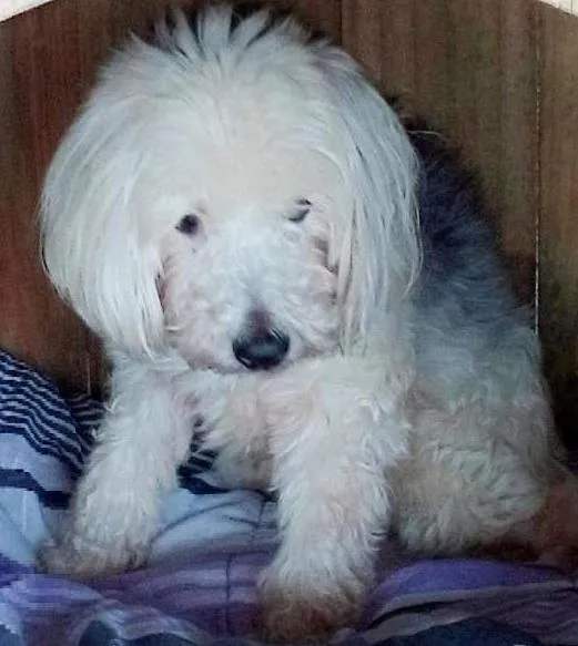 Cachorro ra a Poodle  idade 2 anos nome Bebe