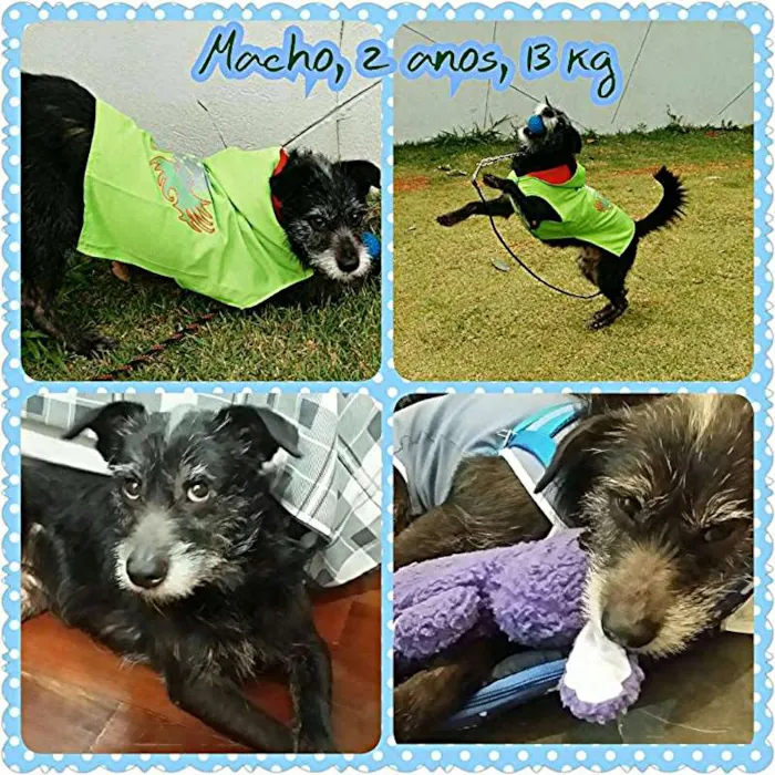 Cachorro raça SRD idade 2 anos nome Almofadinha