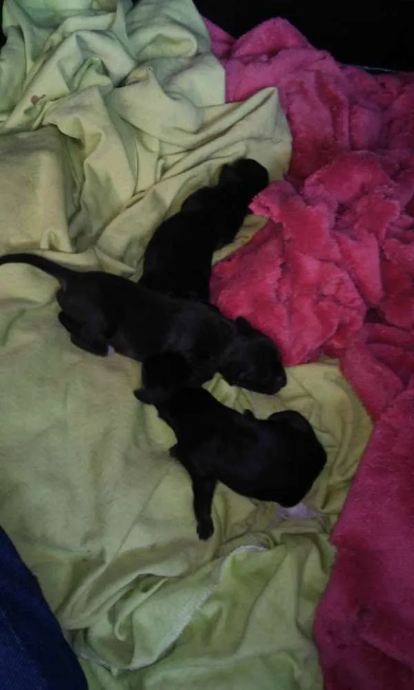 Cachorro ra a salsicha idade Abaixo de 2 meses nome não tem