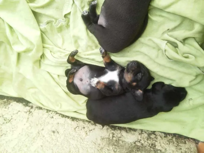Cachorro ra a salsicha idade Abaixo de 2 meses nome não tem
