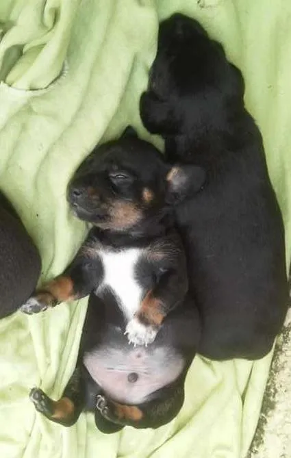 Cachorro ra a salsicha idade Abaixo de 2 meses nome não tem