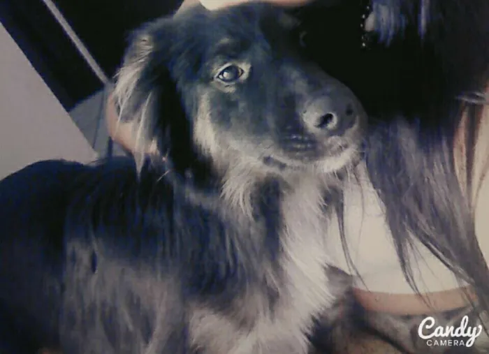Cachorro ra a Não definida idade 1 ano nome Bolota