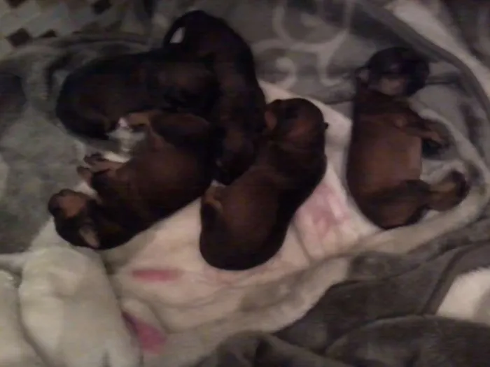Cachorro ra a vira lata idade Abaixo de 2 meses nome sem nome