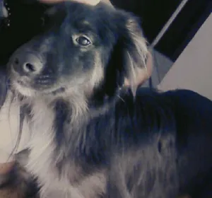 Cachorro raça Não definida idade 1 ano nome Bolota