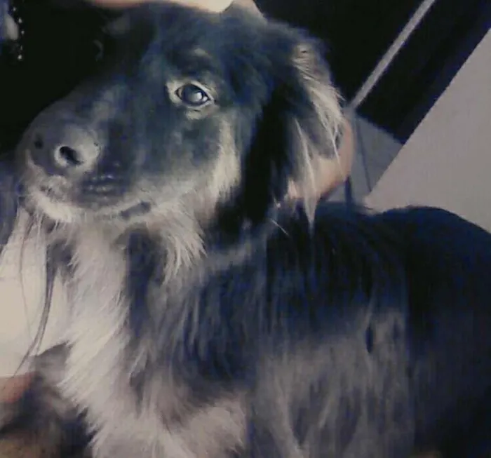 Cachorro ra a Não definida idade 1 ano nome Bolota