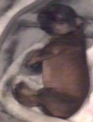 Cachorro ra a vira lata idade Abaixo de 2 meses nome sem nome