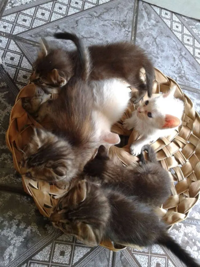 Gato raça vira-lata idade Abaixo de 2 meses nome Sem nome