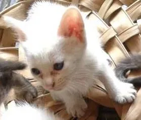 Gato raça vira-lata idade Abaixo de 2 meses nome Sem nome