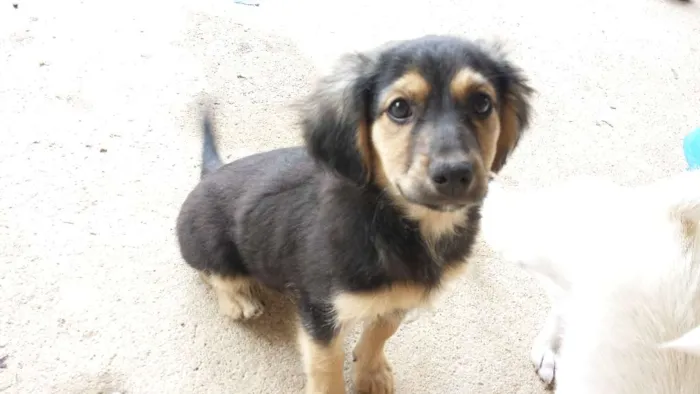 Cachorro ra a Indefinida idade Abaixo de 2 meses nome Neguinho