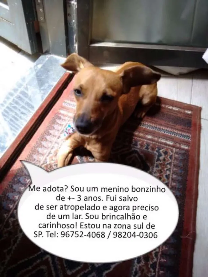 Cachorro ra a SRD idade 3 anos nome Totó