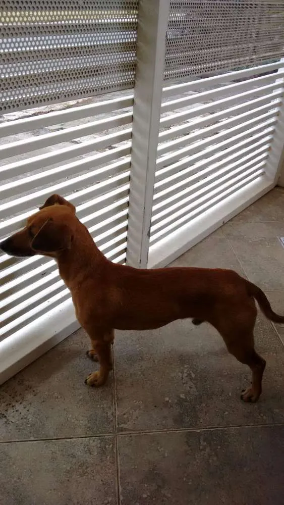 Cachorro ra a SRD idade 3 anos nome Totó