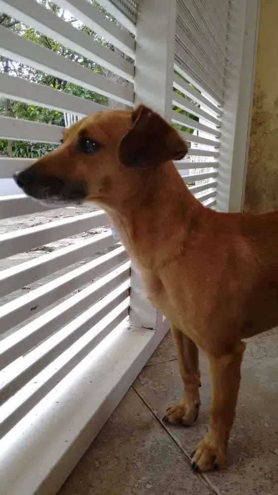 Cachorro ra a SRD idade 3 anos nome Totó