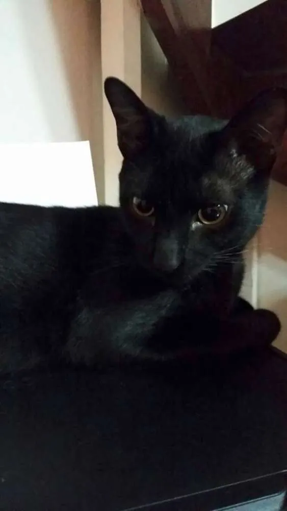 Gato ra a SRD idade 2 a 6 meses nome Garu
