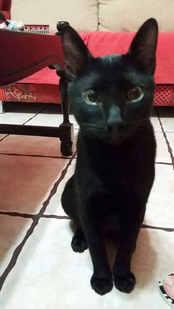 Gato ra a SRD idade 2 a 6 meses nome Garu