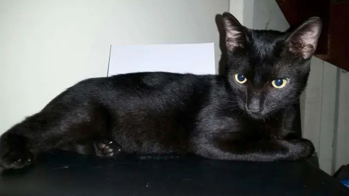 Gato ra a SRD idade 2 a 6 meses nome Garu