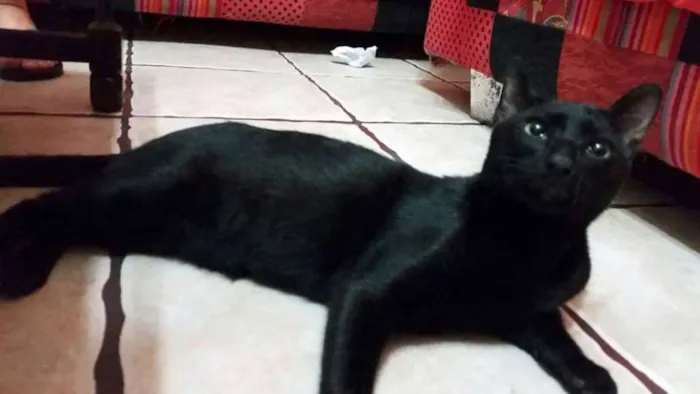 Gato ra a SRD idade 2 a 6 meses nome Garu