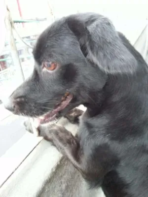 Cachorro raça Pit-Bull com Cofap idade 6 ou mais anos nome Lili