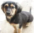 Neguinho