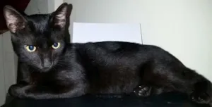 Gato raça SRD idade 2 a 6 meses nome Garu