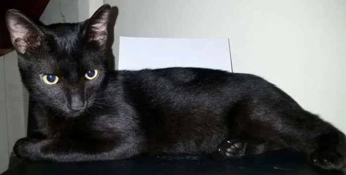 Gato ra a SRD idade 2 a 6 meses nome Garu