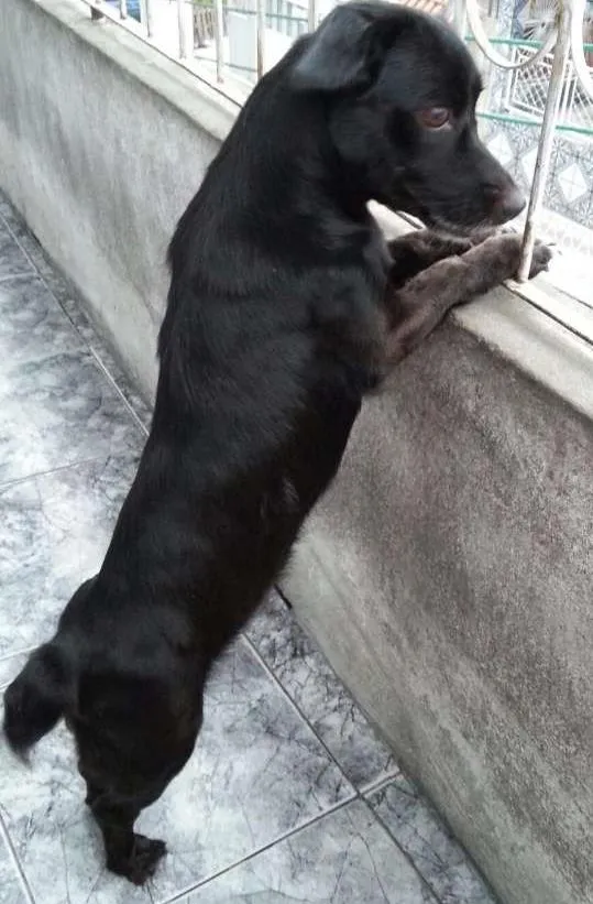 Cachorro raça Pit-Bull com Cofap idade 6 ou mais anos nome Lili