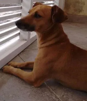 Cachorro raça SRD idade 3 anos nome Totó
