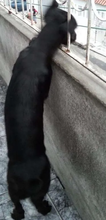 Cachorro raça Pit-Bull com Cofap idade 6 ou mais anos nome Lili