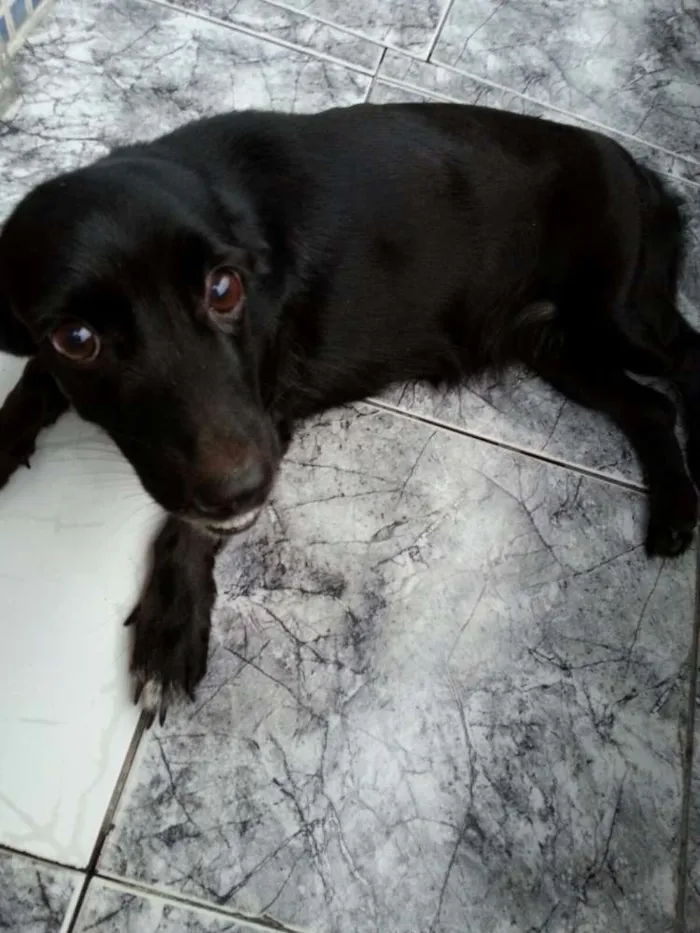 Cachorro raça Pit-Bull com Cofap idade 6 ou mais anos nome Lili