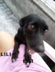 Lili