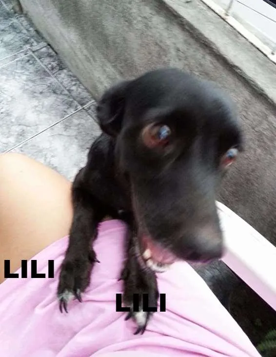 Cachorro raça Pit-Bull com Cofap idade 6 ou mais anos nome Lili