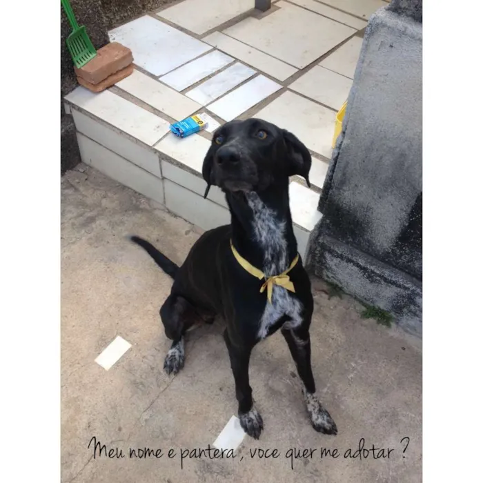 Cachorro raça Indefinida idade 1 ano nome Pantera