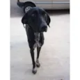Pantera