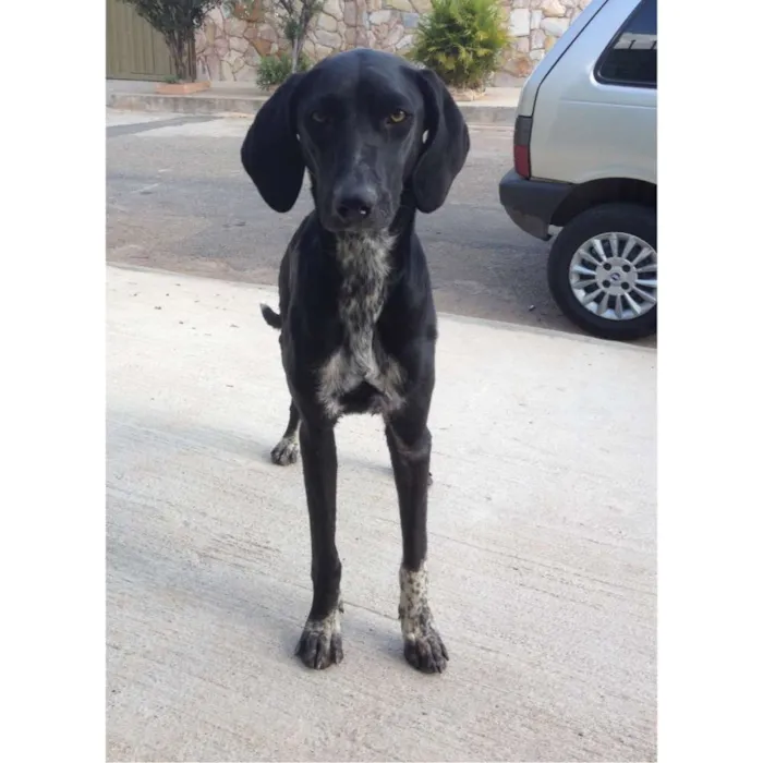 Cachorro raça Indefinida idade 1 ano nome Pantera
