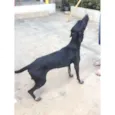 Pantera