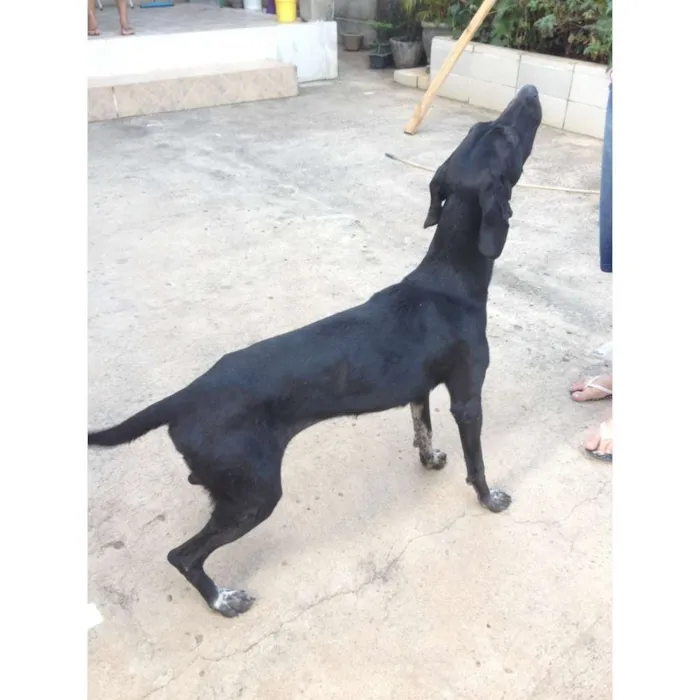 Cachorro raça Indefinida idade 1 ano nome Pantera