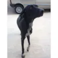 Pantera