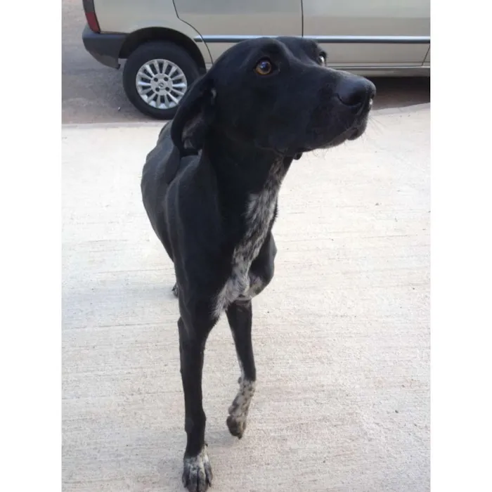 Cachorro raça Indefinida idade 1 ano nome Pantera