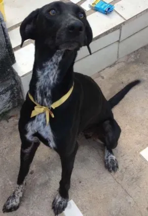Cachorro raça Indefinida idade 1 ano nome Pantera